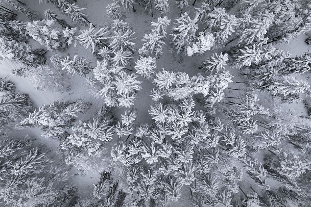 drohnenaufnahme-beschneite-baeume-aus-der-vogelperspektive-1