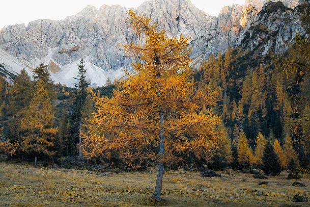 goldener-laerchenbaum-im-herbst-im-eppzirl-karwendelgebirge-edit-1-8