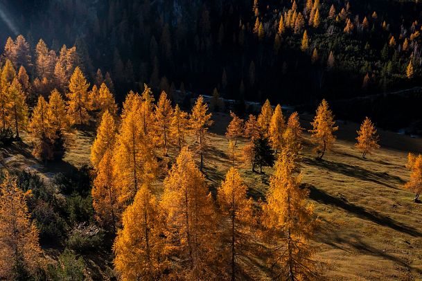 herbst-in-der-region-seefeld-goldene-laerchen-bei-der-eppzirler-alm-im-naturpark-karwendel-8