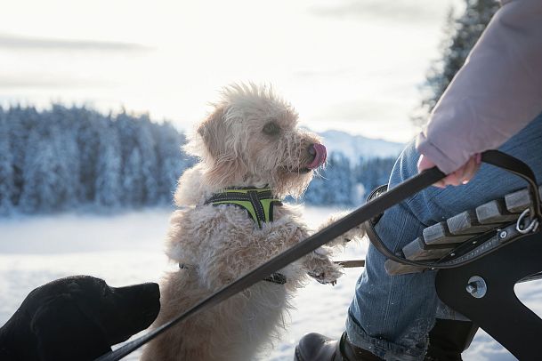 winterwandern-mit-hund-im-wildmoos-nahaufnahme-hund-schleckt-sich-die-nase-8