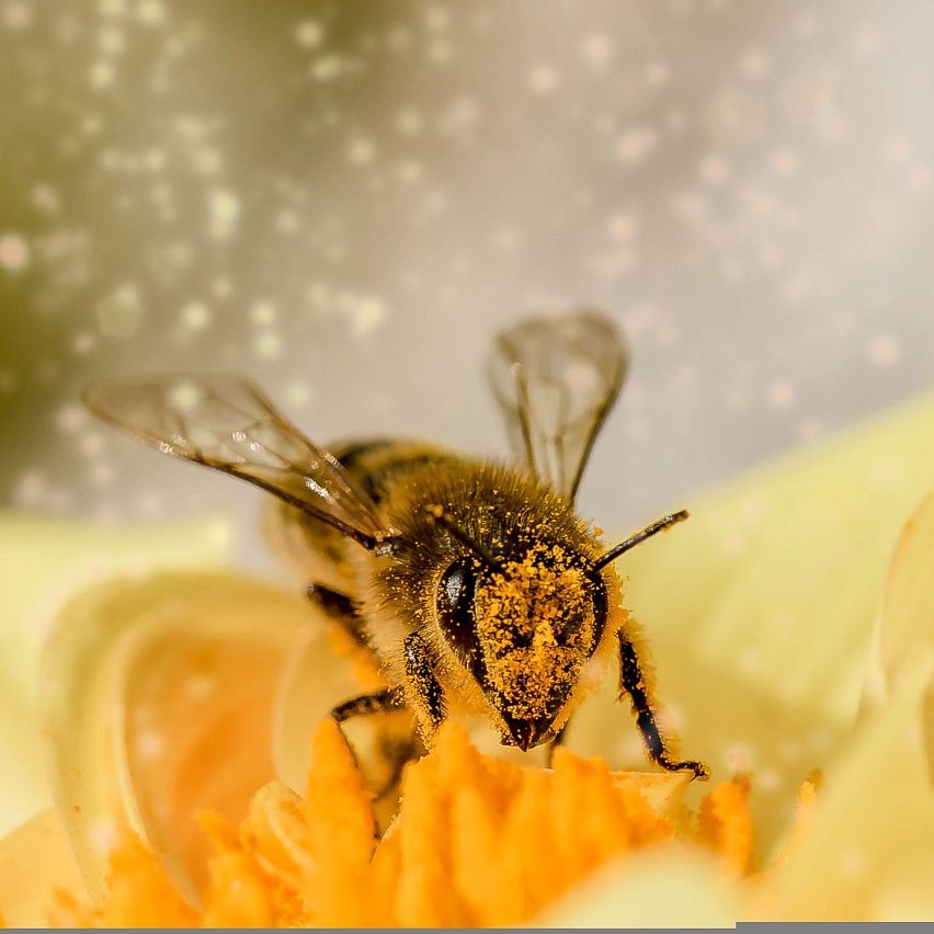 Das geheime Leben im Bienenstock