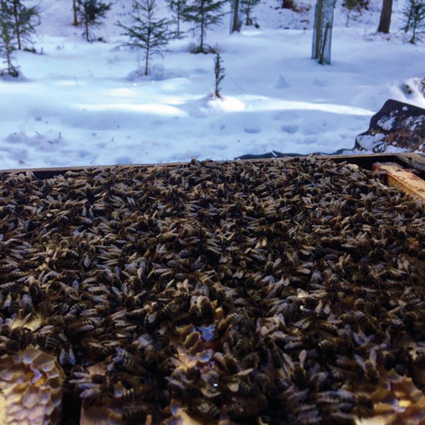 THE SECRET LIFE OF BEES IN WINTER