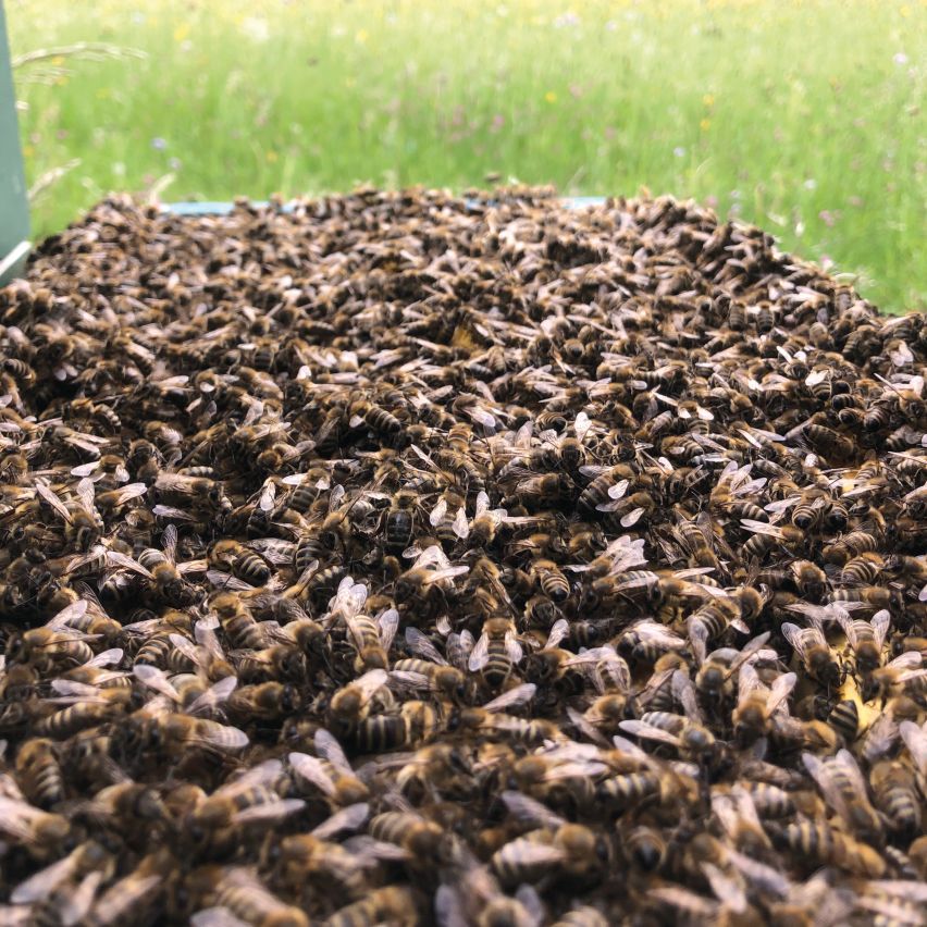 A LOOK INSIDE THE HIVE