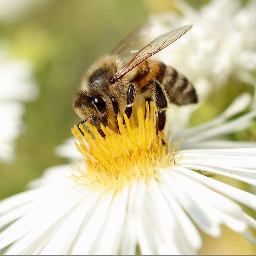 Die Reise der Honigbiene