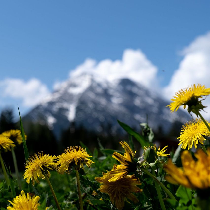 Leutasch Fruehling Blumen Wiese 2022-04