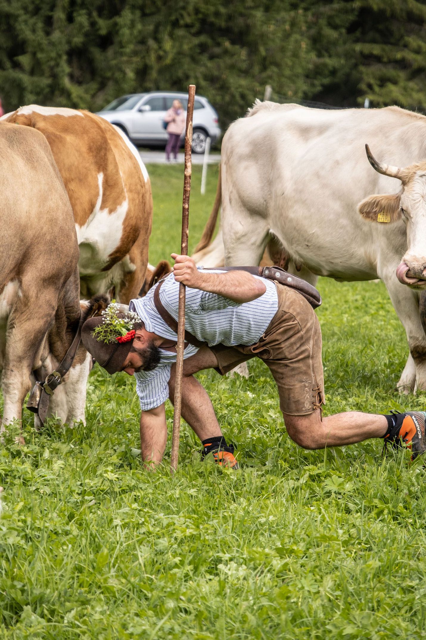 Almabtrieb der Kühe in Leutasch - Hirt bei der Kuh