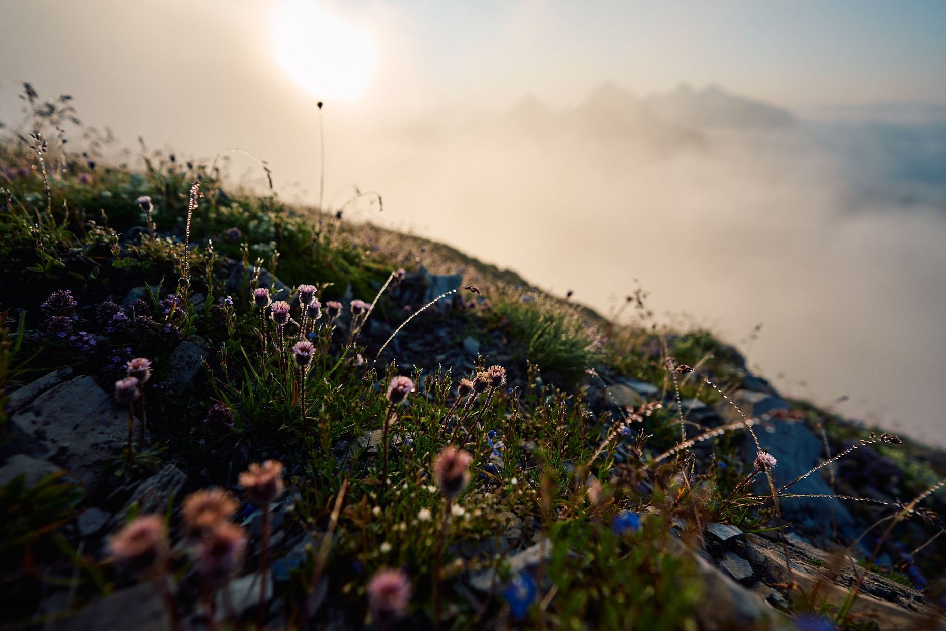 Aufgehende Sonne im Karwendel - Blumen und Wolkenstimmung bei der Nördlinger Hütte