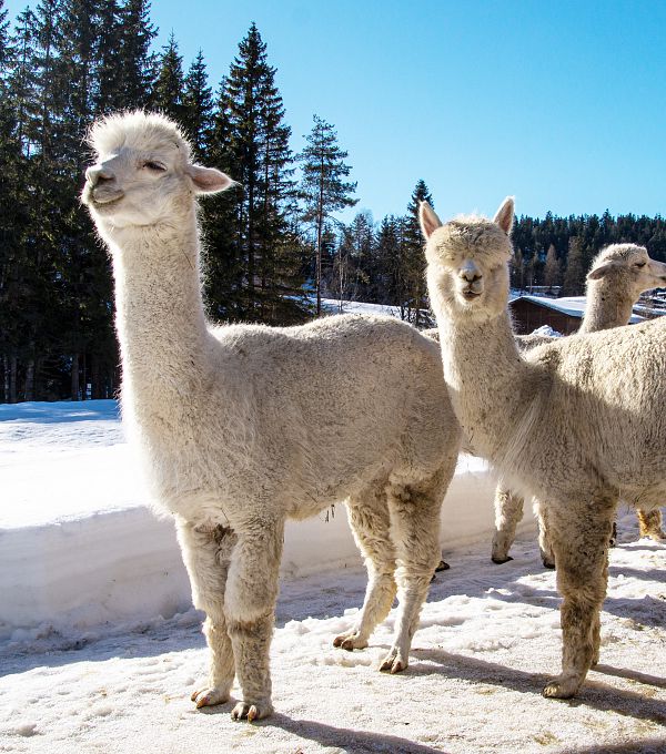 alpakas-vom-tiroler-bio-alpaka-hof-in-seefeld-im-winter-3