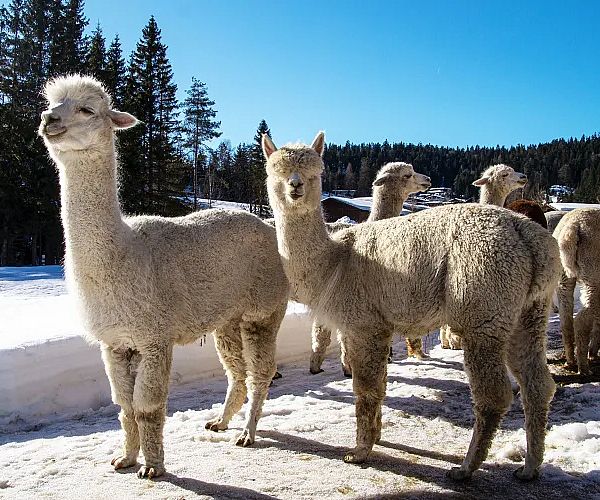 alpakas-vom-tiroler-bio-alpakas-hof-im-winter