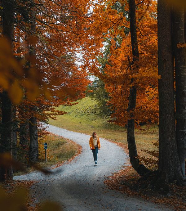 herbst-in-der-region-seefeld-wanderin-am-gschwandtkopf-im-goldenen-buchenwald-seefeld-edit-1-1