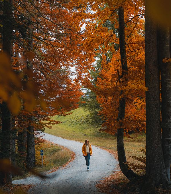 herbst-in-der-region-seefeld-wanderin-am-gschwandtkopf-im-goldenen-buchenwald-seefeld-edit-1-3