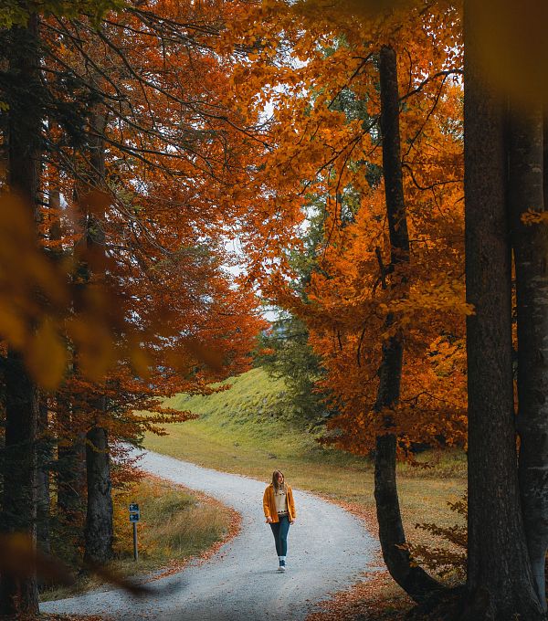 herbst-in-der-region-seefeld-wanderin-am-gschwandtkopf-im-goldenen-buchenwald-seefeld-edit-1-7