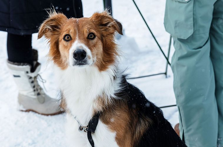 leutascher-museumsadvent-christkindlmarkt-hund-6