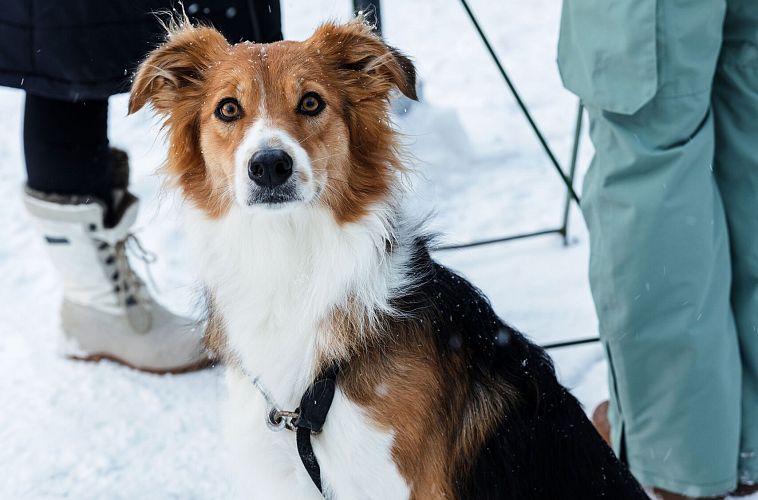 leutascher-museumsadvent-christkindlmarkt-hund-8