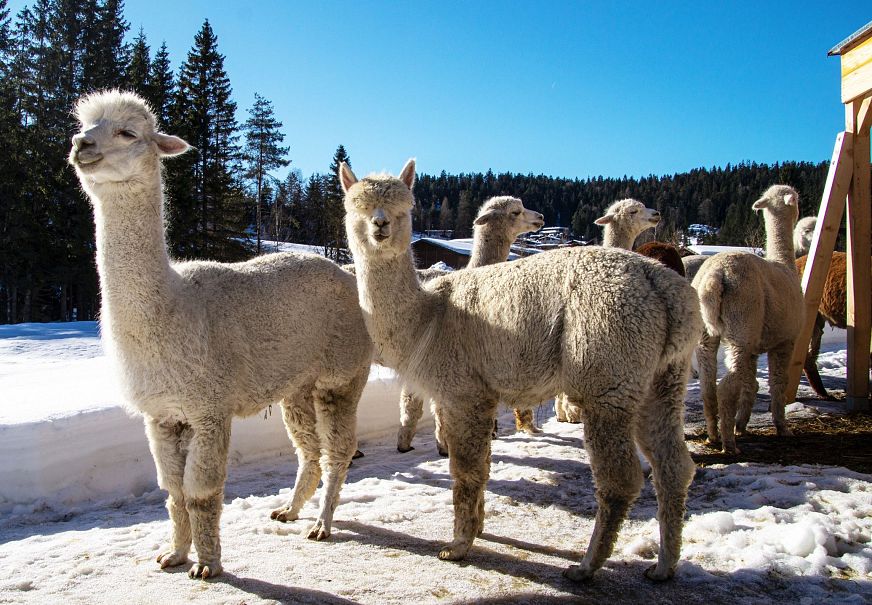 sub1-alpakas-vom-tiroler-bio-alpakas-hof-im-winter