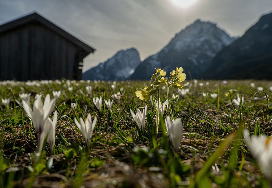 sub1-fruehling-2022-leutasch-krokus-blumen-wiese-berg-landschaft