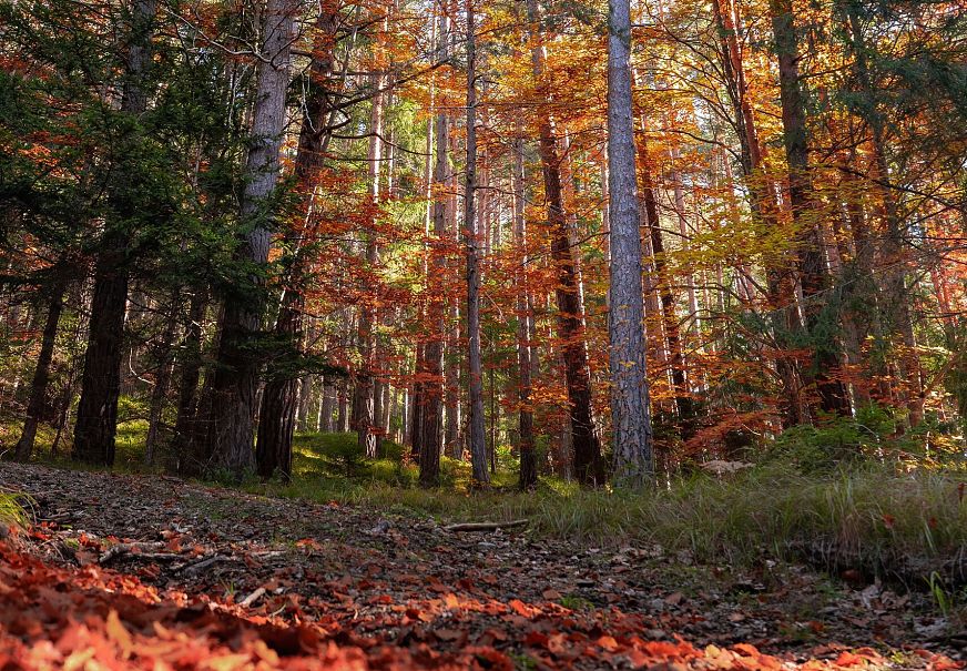 sub1-herbstliche-baeume-im-wald-an-strasse-zum-lottensee