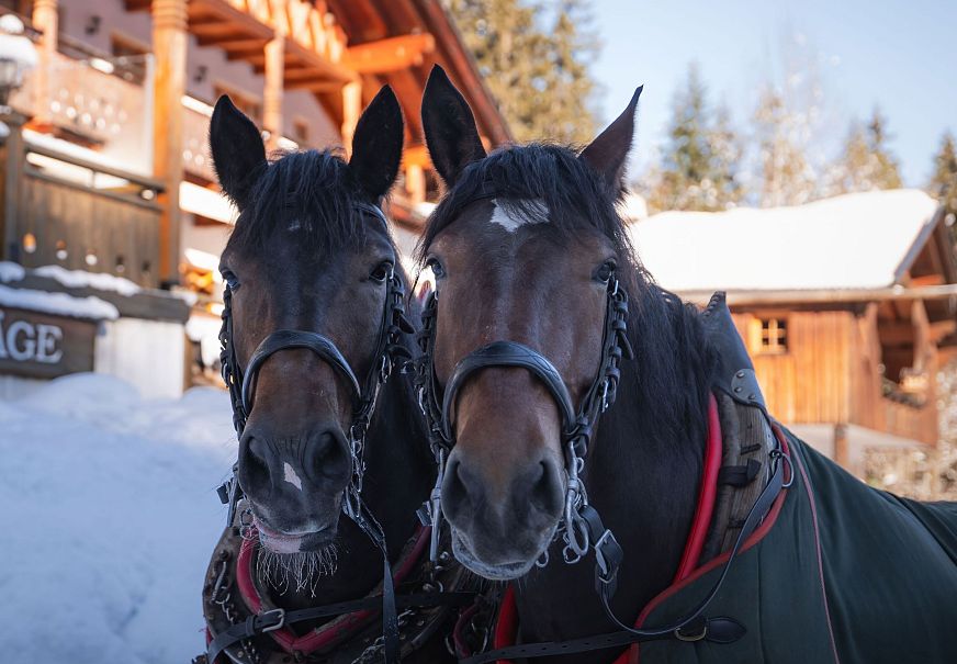 sub1-triendlsaege-im-winter-portrait-pferde-vor-dem-gebaeude-1-3