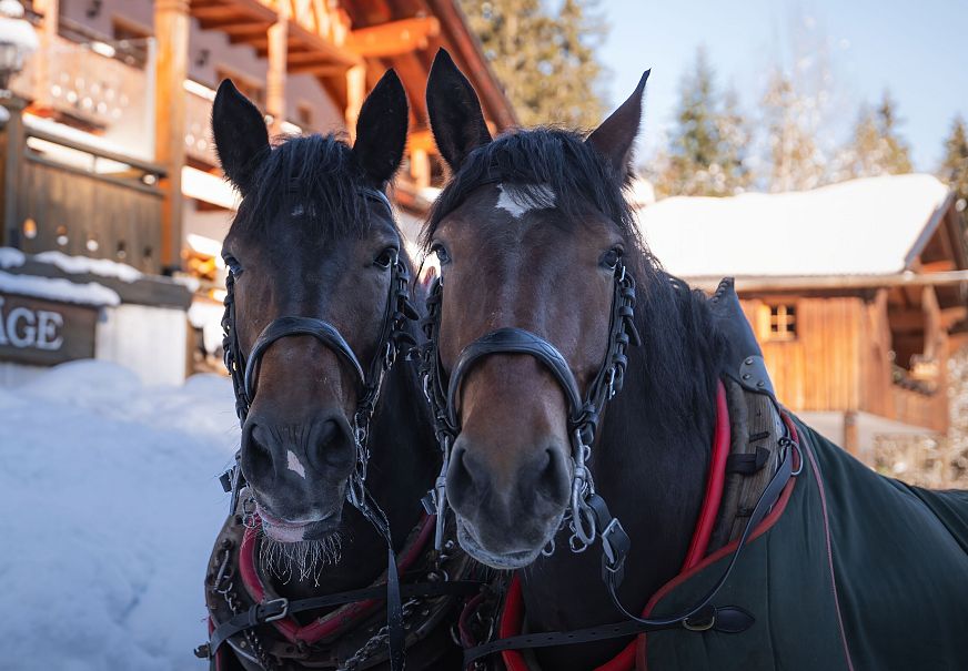 sub1-triendlsaege-im-winter-portrait-pferde-vor-dem-gebaeude-5