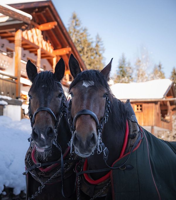 triendlsaege-im-winter-portrait-pferde-vor-dem-gebaeude-5