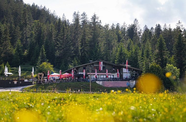 wildmoosalm-im-sommer-nahaufnahme-alm-mit-verschwommenen-gelben-blumen-im-vordergrund