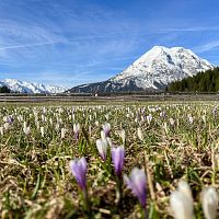 fruehling-in-leutasch-18